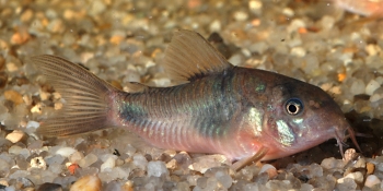 Corydoras weitzmani