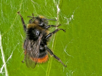 Bombus lapidarius