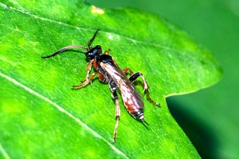Cryptinae ubestemt