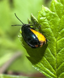 Agelastica alni
