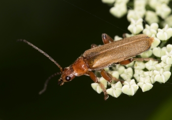 Cantharis livida