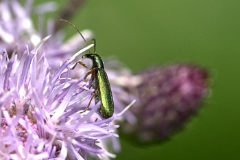 Chrysanthia nigricornis