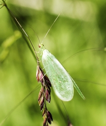 Diverse andre insekter mm