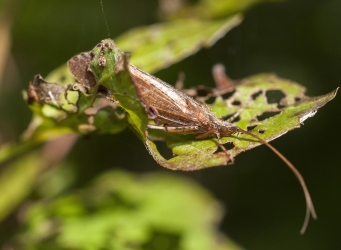 Limnephilus flavicornis