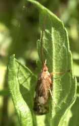 Limnephilus flavicornis