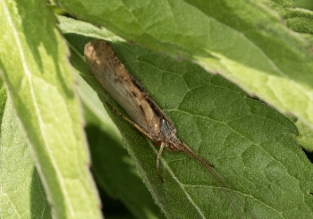 Limnephilus flavicornis