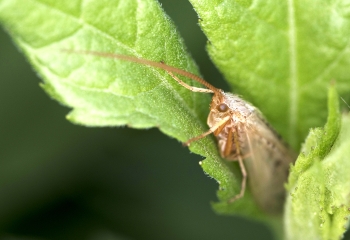 Limnephilus flavicornis