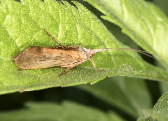Limnephilus flavicornis