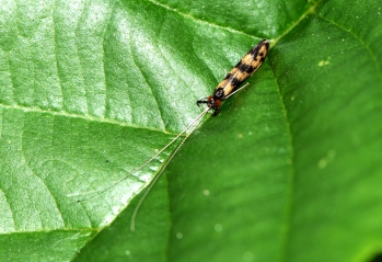 Mystacides longicornis