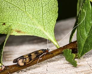 Mystacides longicornis