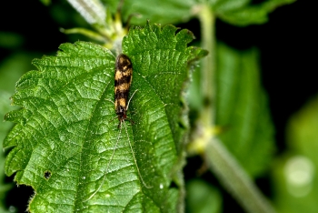 Mystacides longicornis