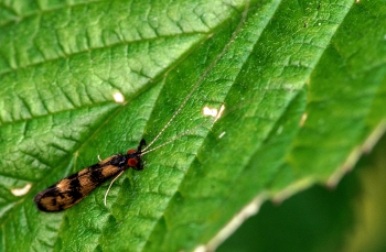 Mystacides longicornis
