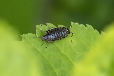 Philoscia muscorum