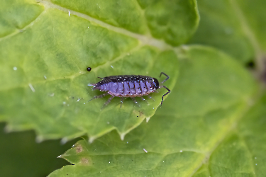 Philoscia muscorum