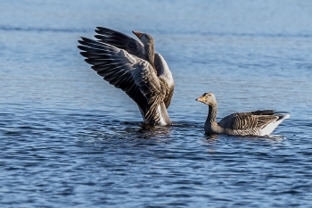 Grågæs