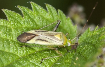 Adelphocoris lineolatus