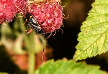Adelphocoris seticornis