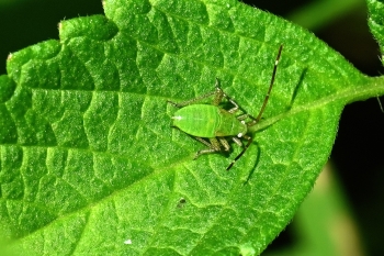 Adelphocorus spec.