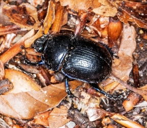 Anotroplotrupes stercorosus