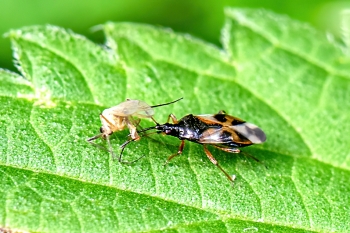 Anthocoris confesus
