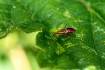 Anthocoris confesus