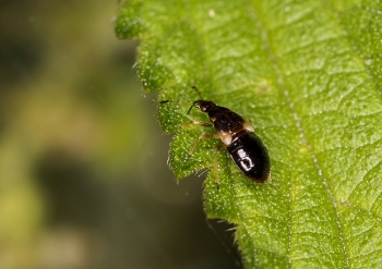 Anthocoris nemorum
