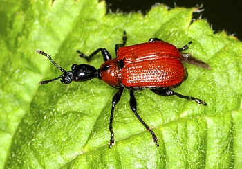Apoderus coryli