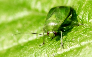 Apolygos lucorum
