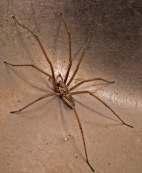 Erastigena atrica