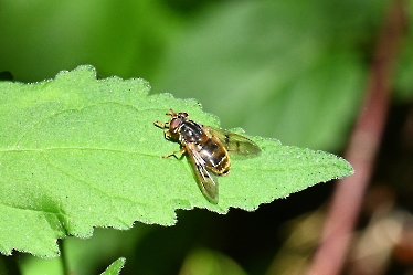 Ferdinandea ruficornis