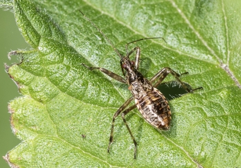 Himacerus apterus