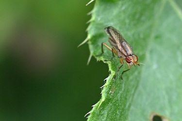 Limnia unguicornis