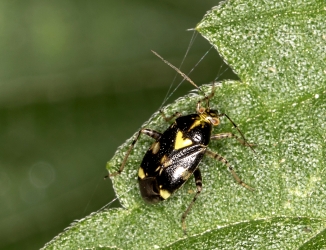 Liocoris tripustulatus