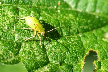 Liocoris tripustulatus