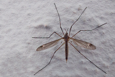 Prionocera spec.