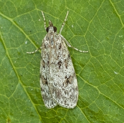 Scoparia ambigularis