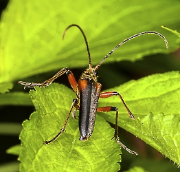 Stenocorus meridianus