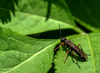Tenthredo atra