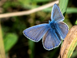 Insekter - Danske navne - alfabetisk