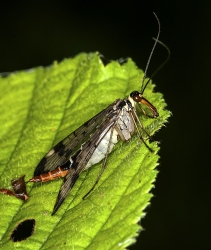 Almindelig skorpionsflue  -  HUN