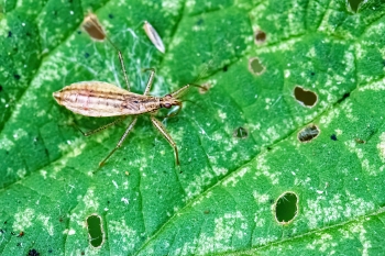 Bred nymfetæge