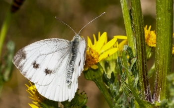 Pieris naåi