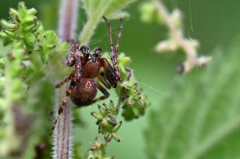 Larinioides patagiatus