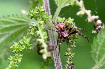 Larinioides patagiatus
