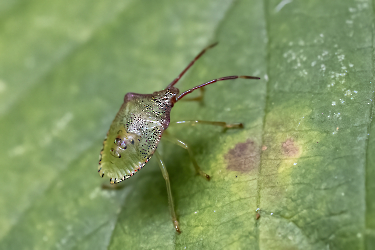 Acanthosoma haemorrhoidale