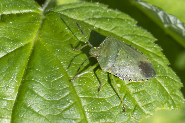 Acanthosoma haemorrhoidale