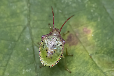 Acanthosoma haemorrhoidale