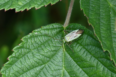 Adelphocoris lineolatus