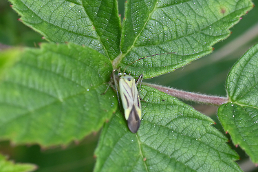 Adelphocoris lineolatus