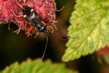 Adelphocoris seticornis